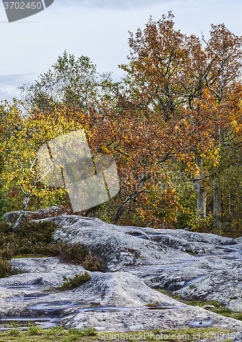 Image of Autumn Scene in Fontainebleau Forest