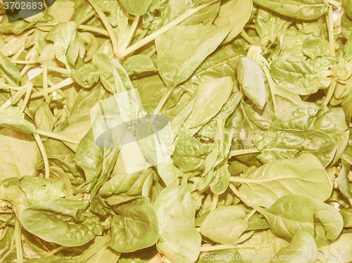 Image of Retro looking Spinach leaves