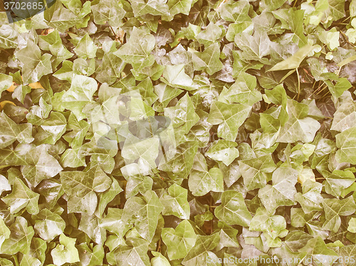 Image of Retro looking Ivy leaves