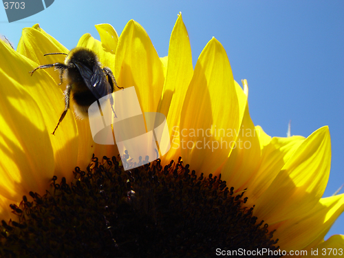 Image of sunflower with bee