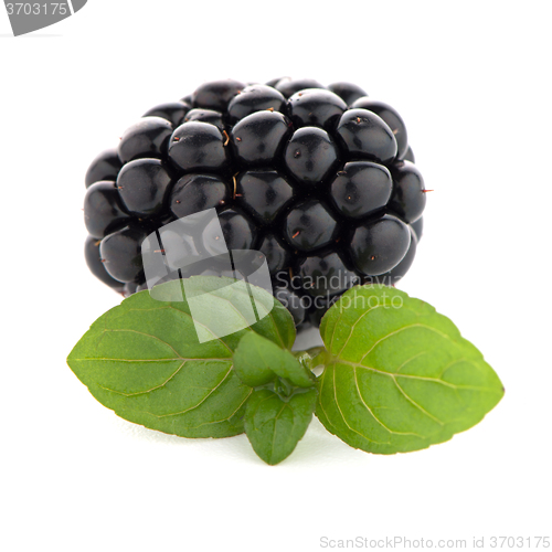 Image of Blackberries with leaves