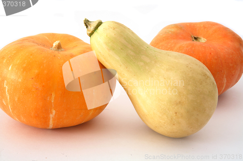 Image of Pumpkins and squash