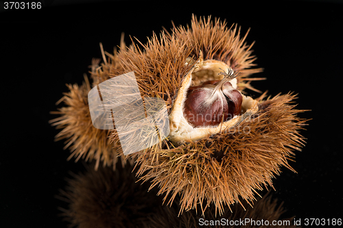 Image of Chestnuts on a black reflective background