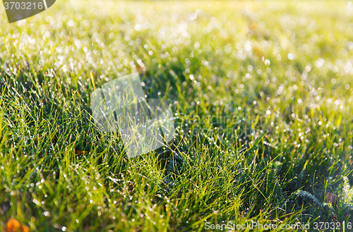 Image of close up of green grass with dew