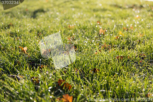 Image of close up of green grass with dew