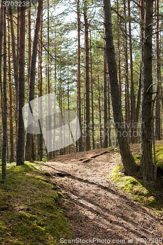 Image of summer pine forest and path