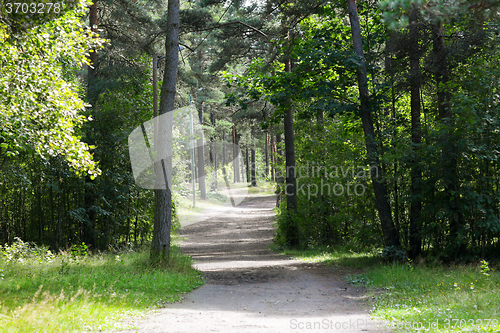 Image of summer forest and path