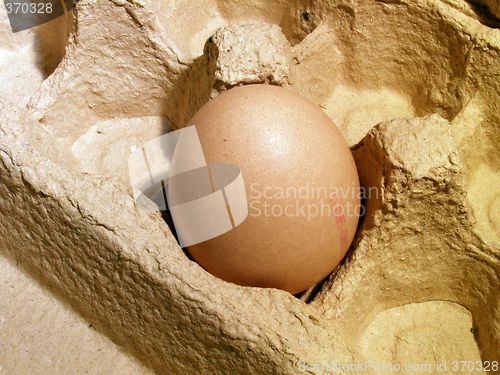 Image of egg