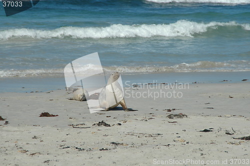 Image of Australian sea lions