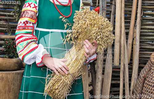 Image of A sheaf of ears in the hands of women.