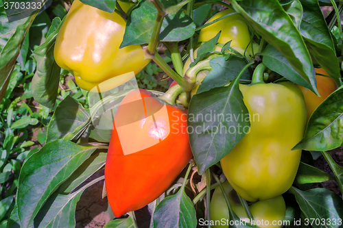 Image of Large fruits ripen peppers in the garden.