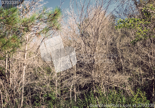 Image of The problem of ecologie: dead boxwood trees.