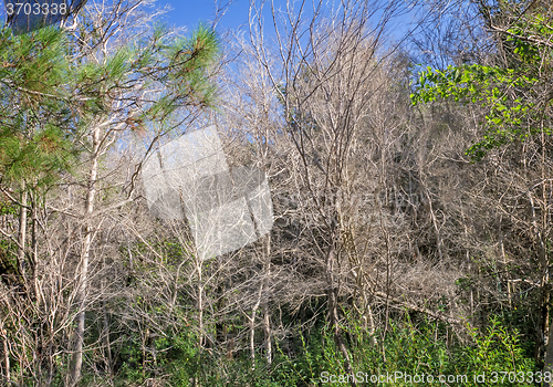 Image of The problem of ecologie: dead boxwood trees.