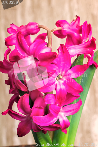 Image of Hyacinth blooming among green leaves
