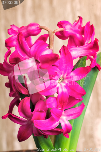 Image of Hyacinth blooming among green leaves