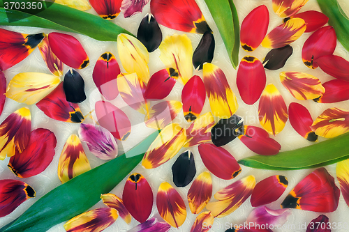 Image of Background image: petals and leaves of tulips.