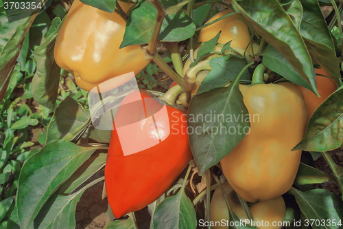 Image of Large fruits ripen peppers in the garden.