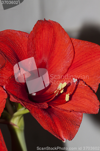 Image of amaryllis