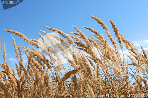 Image of Dried plants of cereal weeds 