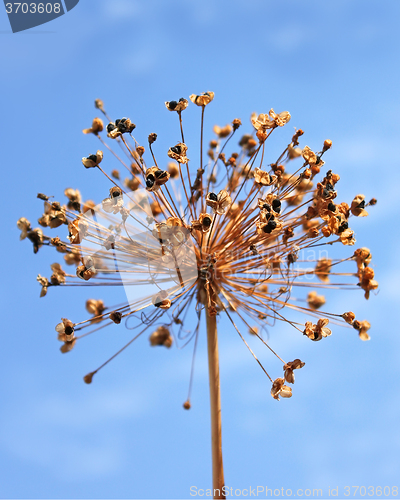 Image of Dried inflorescence of allium