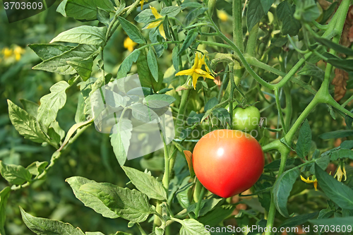 Image of Tomatoes growing in greenhouse