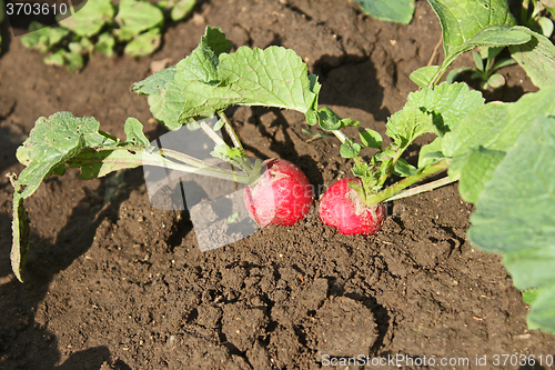 Image of Radishes plants in soil