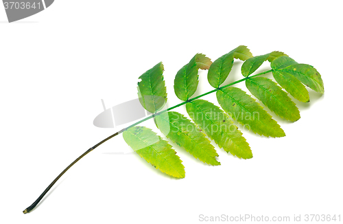 Image of Green rowan leaf on white background