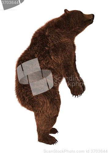 Image of Grizzly Bear on White