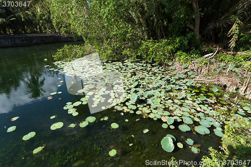 Image of flora on indonesian pond