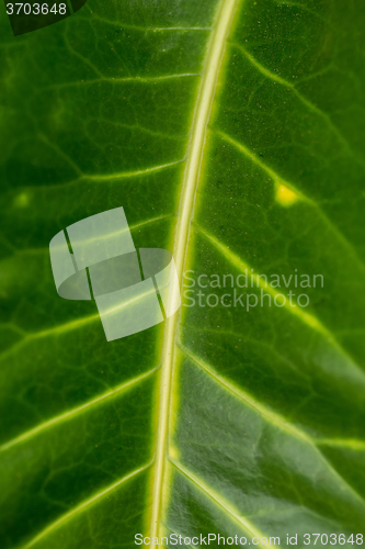 Image of green leaf background