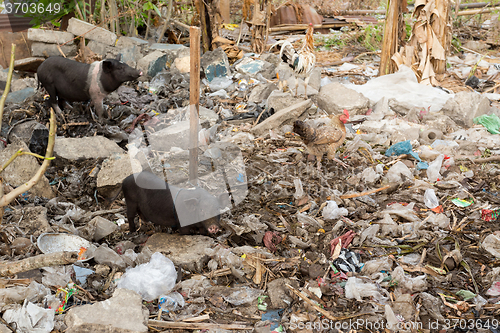 Image of muddy pig eating in a pile of garbage