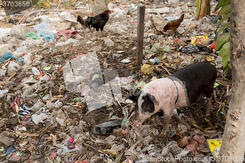 Image of muddy pig eating in a pile of garbage