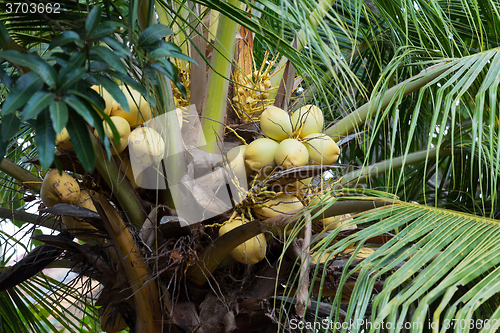 Image of coco-palm tree with yellow nut