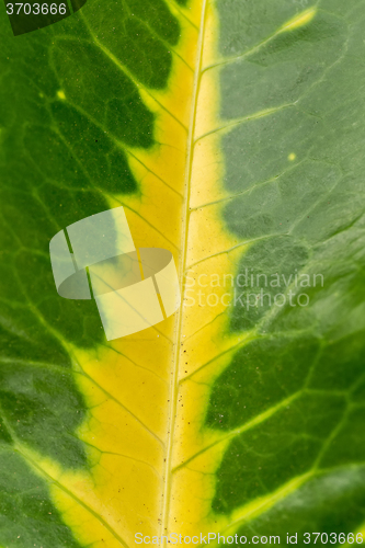Image of green leaf background