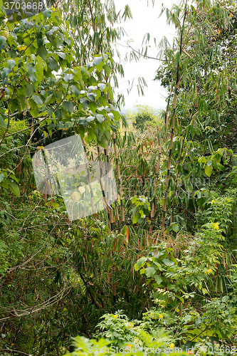 Image of wild early bamboo trees
