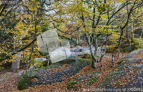 Image of Autumn Scene in Fontainebleau Forest