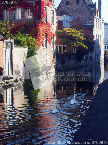 Image of canal scene historic houses  geese medieval  Bruges Brugge Belgi