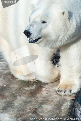 Image of White bear in zoo