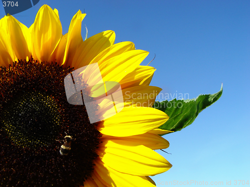 Image of sunflower