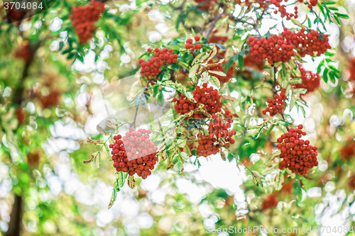 Image of rowan-tree with rowanberry