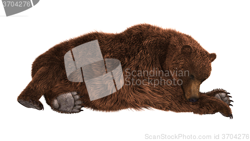 Image of Grizzly Bear on White