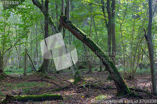 Image of Old hornbeam trees in fall