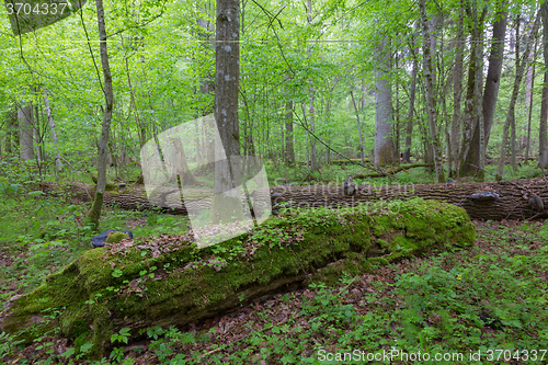 Image of Moss wrapped part of broken oak lying