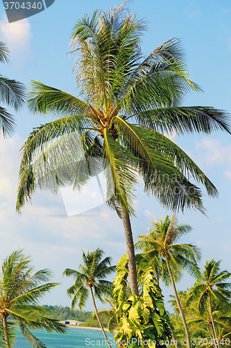Image of Beautiful green palm tree 
