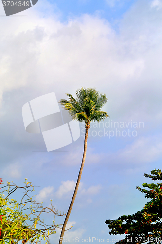 Image of Beautiful green palm tree 