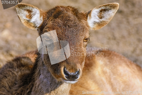 Image of Portrait of Deer