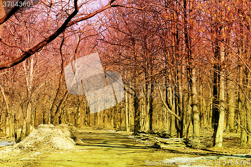Image of Autumn forest abstract  