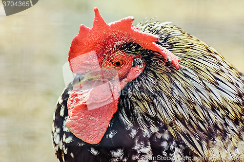 Image of Portrait of Rooster