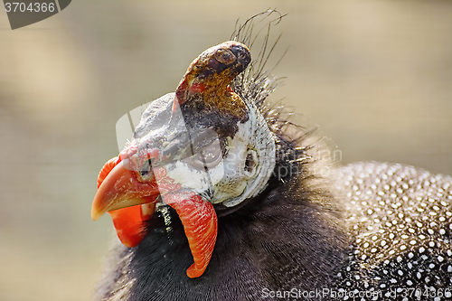 Image of Portrait of Guineafowl