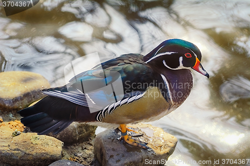 Image of Duck on the Stone